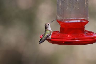 Hummingbird at feeder