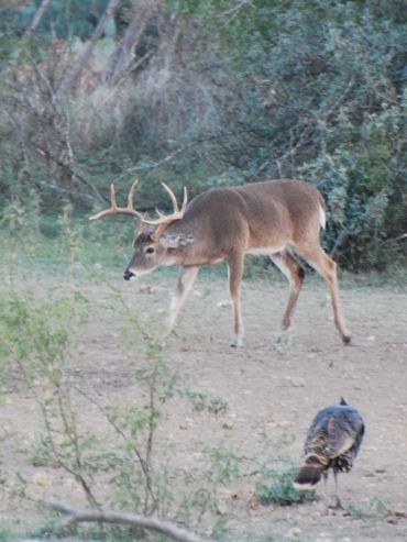 White tailed buck and Rio Grande turkey in field