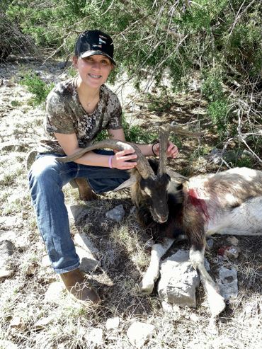 Catalina Goat harvest