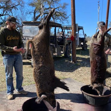 Cleaning 2 harvested pigs