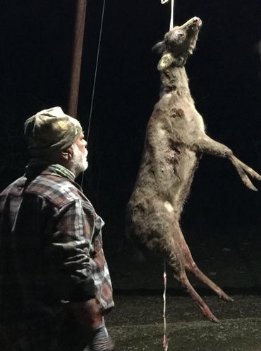 Hunter looking at the Sika Doe hanging after being field dressed.