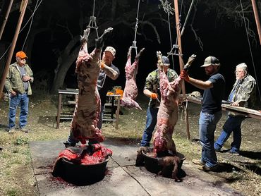 Cleaning 3 harvested pigs