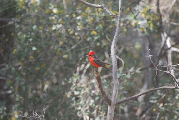 Song bird in tree