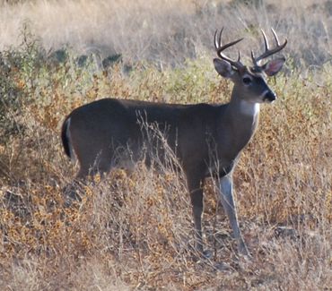 White tailed buck in dry grass