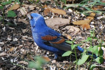 Blue grosbeak bird on ground