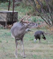 WT Buck and turkey at a ground feeder