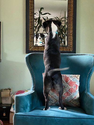 Dog jumping on blue chair.