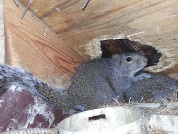 Two squirrels nesting in a wooden corner with a hole above them.