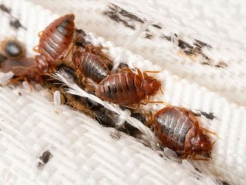 Close-up of several bed bugs on a white fabric surface.
