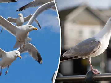 Seagulls flying in the sky and a seagull calling from a railing.