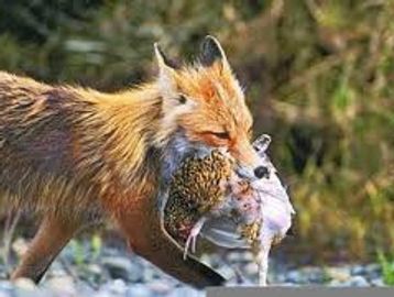 A red fox carrying a bird in its mouth outdoors.