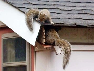Two squirrels are exploring a damaged roof corner of a house.