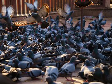 A large flock of pigeons gathered closely on the ground with a few in mid-flight.