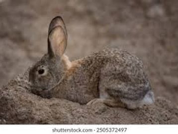 A brown rabbit resting on a rocky surface.
