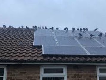 Birds perched on solar panels atop a house roof.