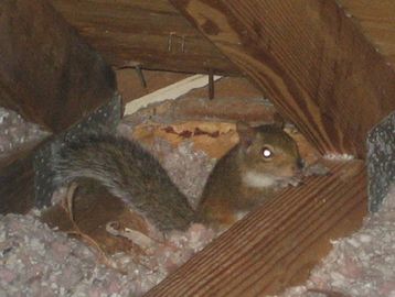 A squirrel hiding among insulation and wooden beams in an attic.