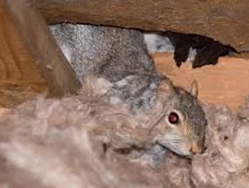 A squirrel hiding in a wooden attic space among insulation.