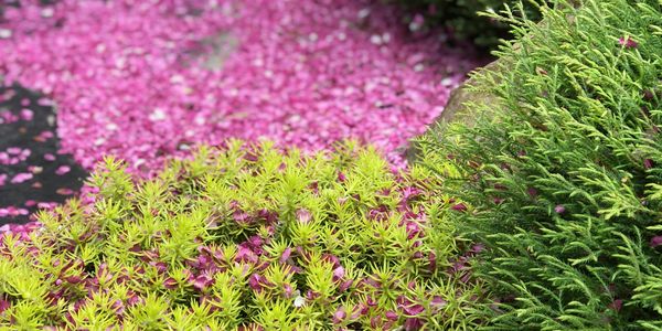 Photography, Evergreen, Non Deciduous, Ann Arbor