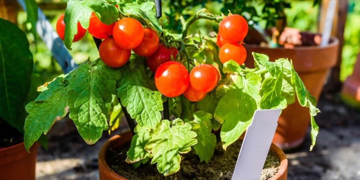 Tomato plant with ripe red tomatoes in a pot.