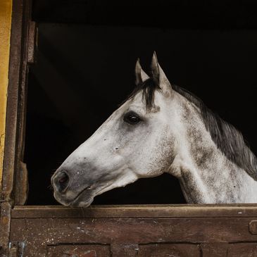 Horse in a barn