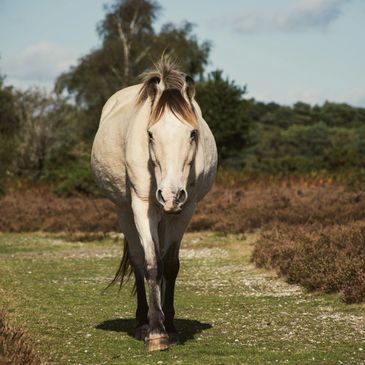 Healthy horse