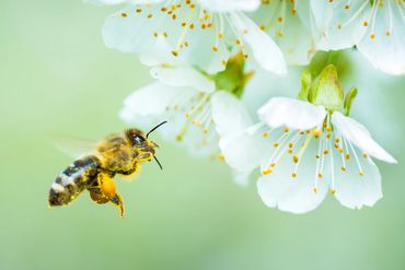Honeybee with full pollen baskets visiting cherry blooms.
