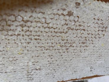 Close-up of capped honey frame.