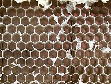 Post-extraction honey frame.