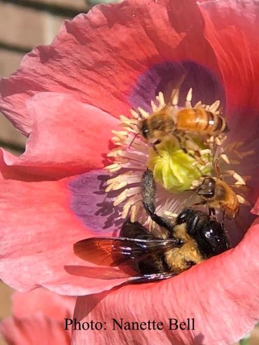 bees on poppy