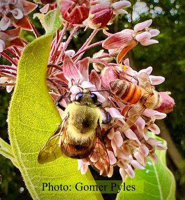bees on milkweed
