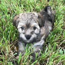 Havanese Puppies Huggy Bear Havanese