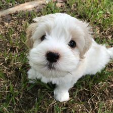 Havanese Puppies Huggy Bear Havanese