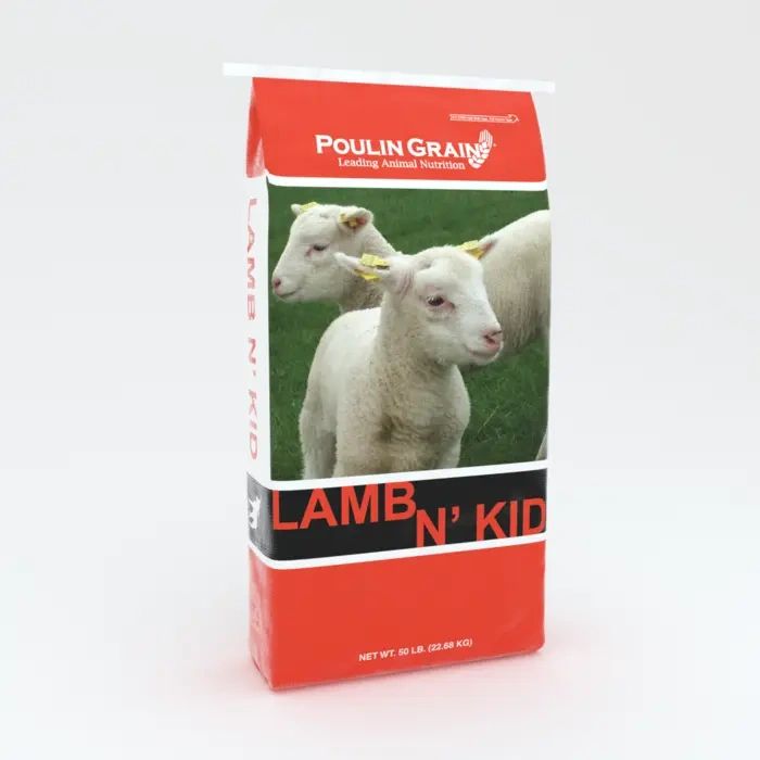 LambNKid.webp