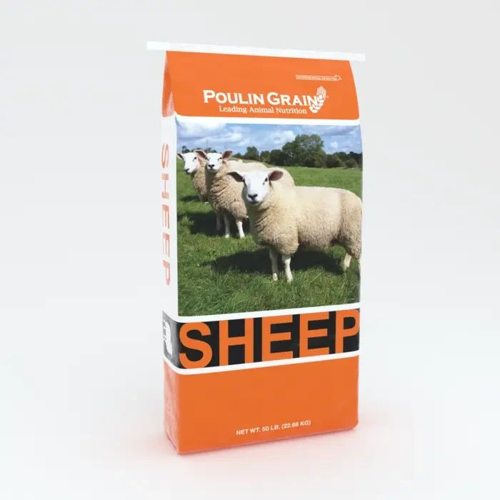 Sheep.webp