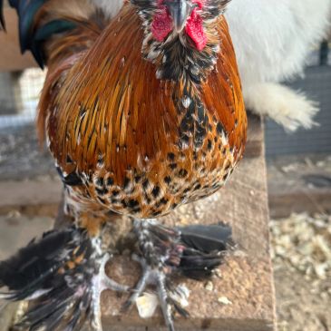 Close-up of a colorful chicken with feathered feet.