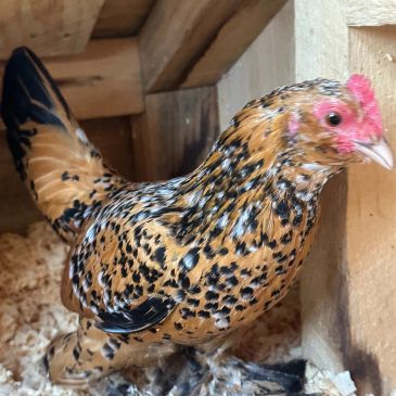 Speckled chicken inside a wooden coop.