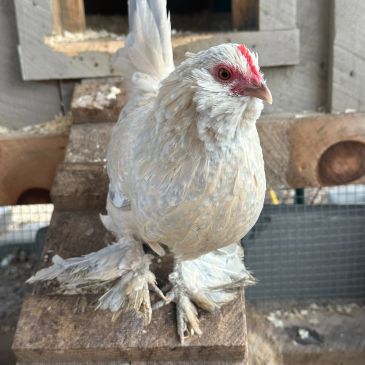 White chicken with feathered legs on a wooden perch.