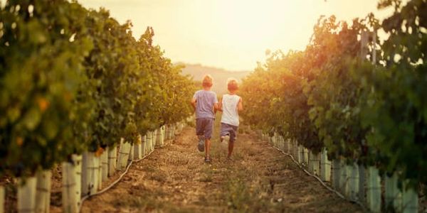 two kids running through a green vineyard into a yellow sunset