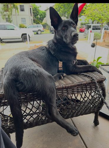 AKC Spayed 2 yr old Female pic 1