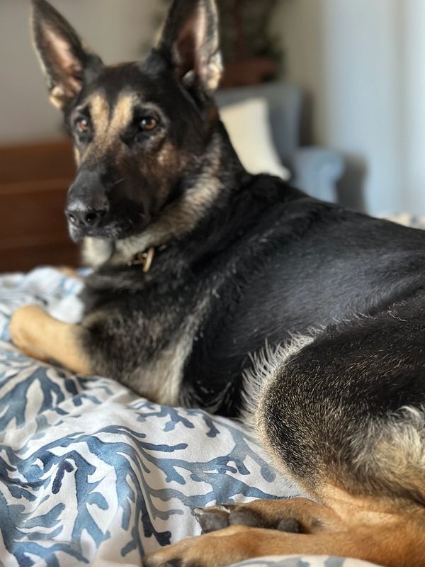 Our German Shepherd mascot Sweetie