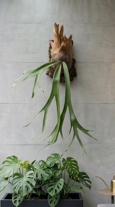 Mounted staghorn fern above a planter with monstera leaves against a concrete wall.