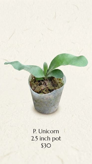 Small P. Unicorn plant in a 2.5 inch pot for $30.