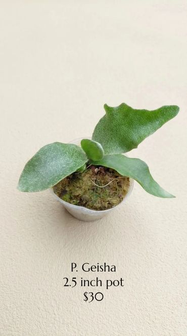 P. Geisha plant in a 2.5 inch pot priced at $30.