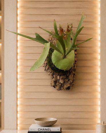 Mounted staghorn fern on wooden panel with books and bowl below.