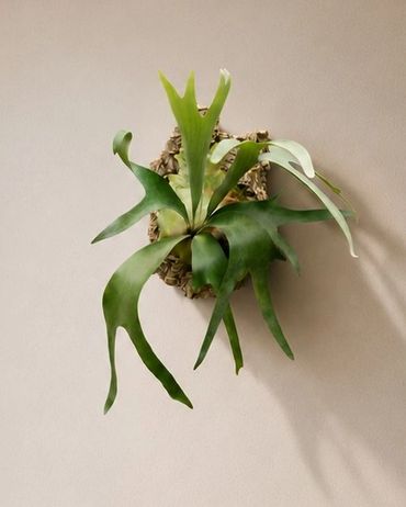 A mounted staghorn fern with green, antler-like leaves on a beige wall.