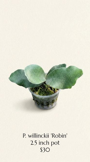 Potted P. willinckii 'Robin' plant with broad green leaves in a 2.5 inch pot.