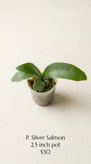 P. Silver Salmon plant in a small 2.5 inch pot.
