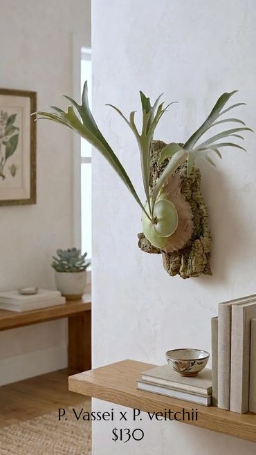 Mounted P. Vassei x P. veitchii plant displayed indoors.