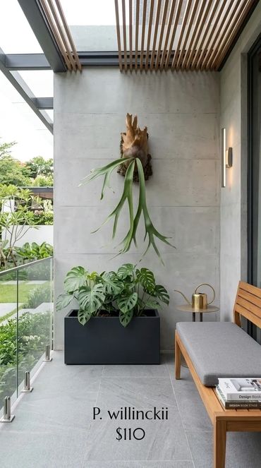 Modern balcony with P. willinckii plants and minimalist decor.