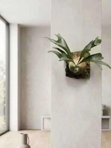 Staghorn fern mounted on a piece of bark against a plain wall.